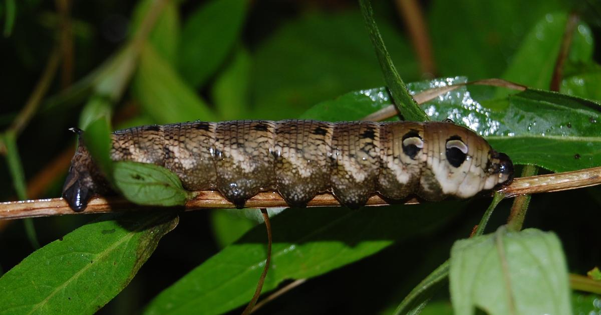 Stunning image of the Hawk Moth Caterpillar (Sphingidae), a wonder in the animal kingdom.