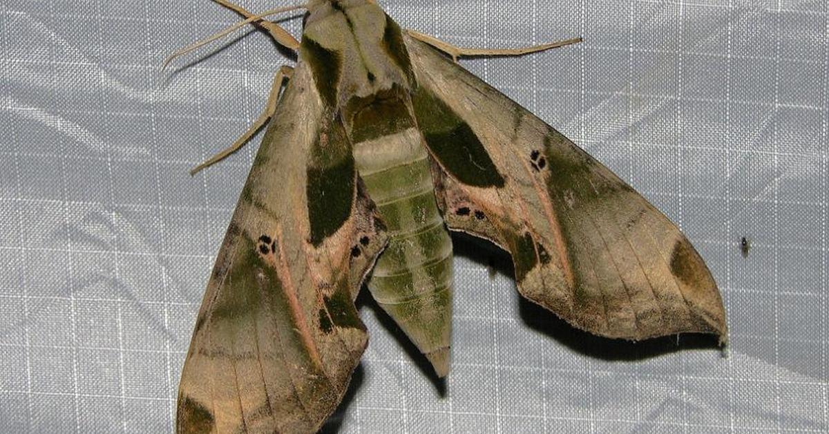 The fascinating Hawk Moth Caterpillar, scientifically known as Sphingidae.