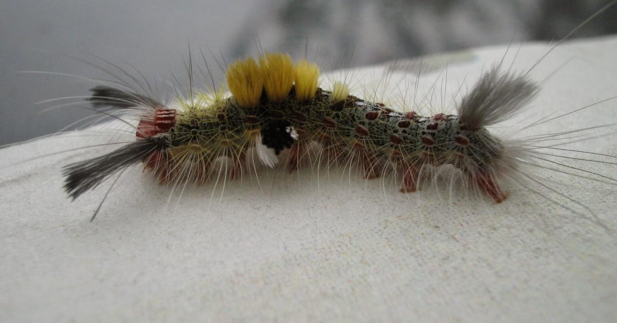 The Hawk Moth Caterpillar, an example of Sphingidae, in its natural environment.