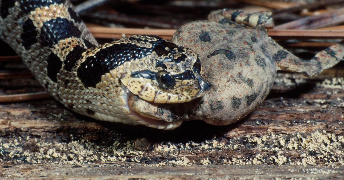 Captivating shot of the Hognose Snake, or Ular Hognose in Bahasa Indonesia.