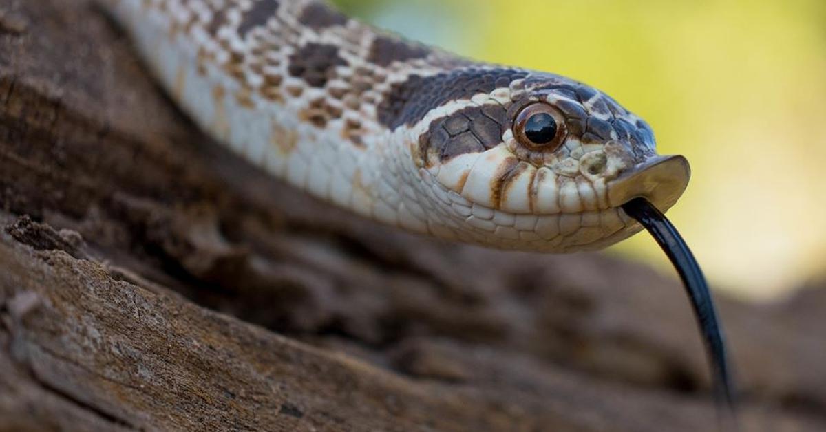 Visual representation of the Hognose Snake, recognized in Indonesia as Ular Hognose.