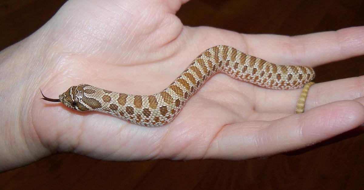 The Hognose Snake, a beautiful species also known as Ular Hognose in Bahasa Indonesia.