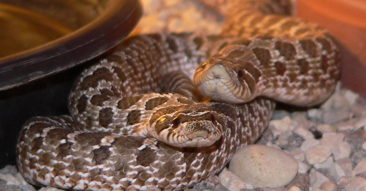 The elegant Hognose Snake (Heterodon), a marvel of nature.