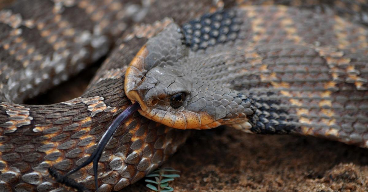 Snapshot of the intriguing Hognose Snake, scientifically named Heterodon.