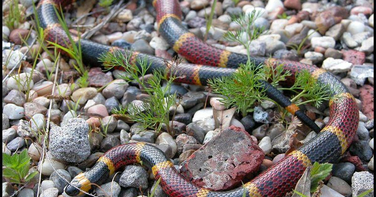 Detailed shot of the Harlequin Coral Snake, or Micrurus fulvius, in its natural setting.