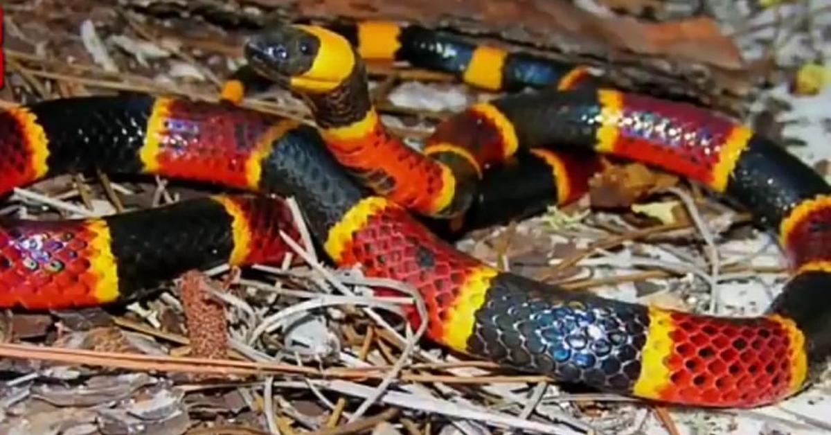 Insightful look at the Harlequin Coral Snake, known to Indonesians as Ular Karang Harlequin.