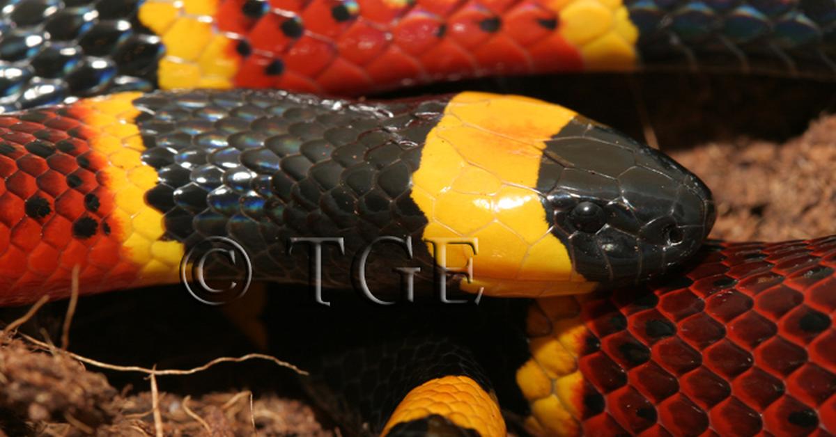 Engaging shot of the Harlequin Coral Snake, recognized in Indonesia as Ular Karang Harlequin.