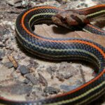 Visual representation of the Harlequin Coral Snake, recognized in Indonesia as Ular Karang Harlequin.