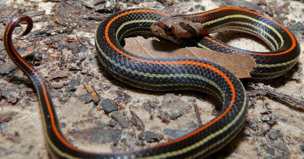 Captivating shot of the Harlequin Coral Snake, or Ular Karang Harlequin in Bahasa Indonesia.