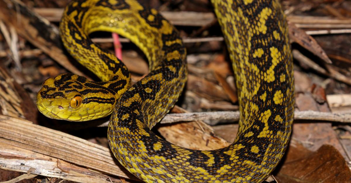 Splendid image of the Habu Snake, with the scientific name Protobothrops flavoviridis.