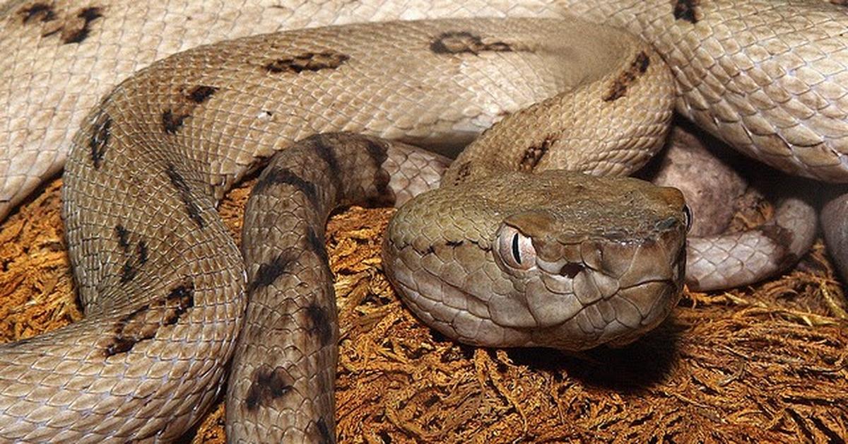 Visual of Habu Snake, or Ular Habu in Indonesian, showcasing its beauty.