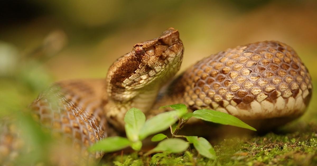 Photographic depiction of the unique Habu Snake, locally called Ular Habu.