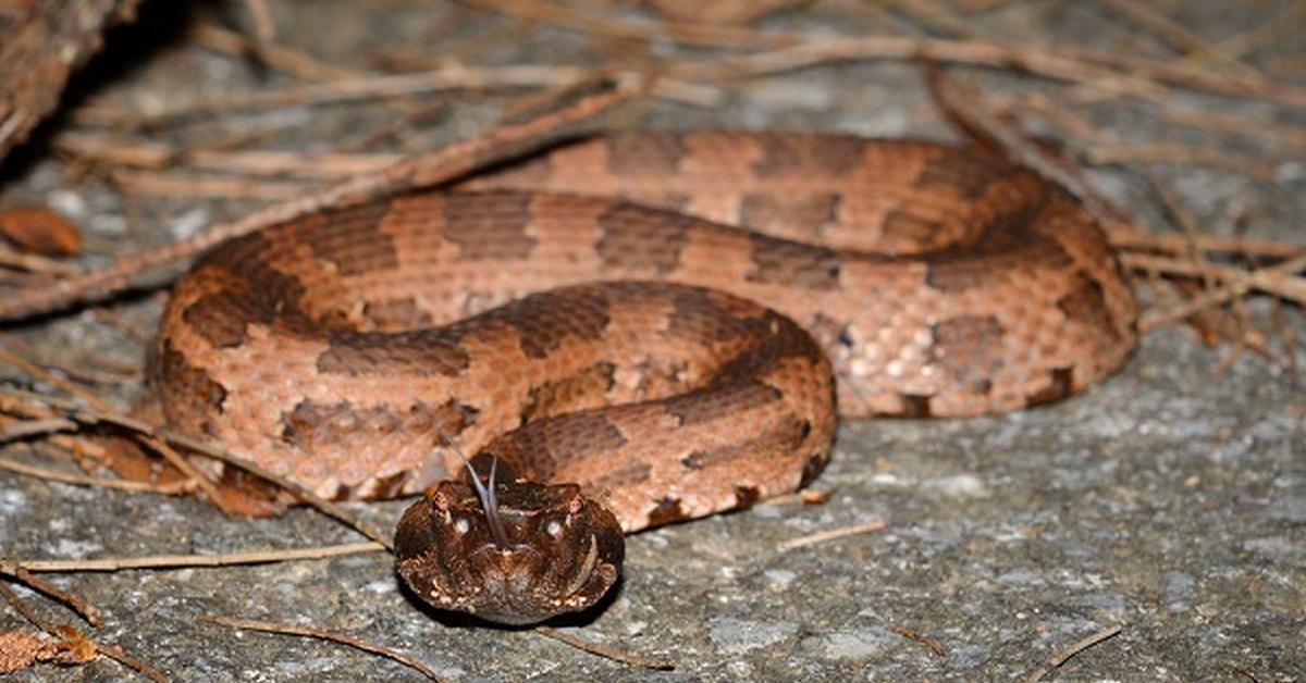 Natural elegance of the Habu Snake, scientifically termed Protobothrops flavoviridis.