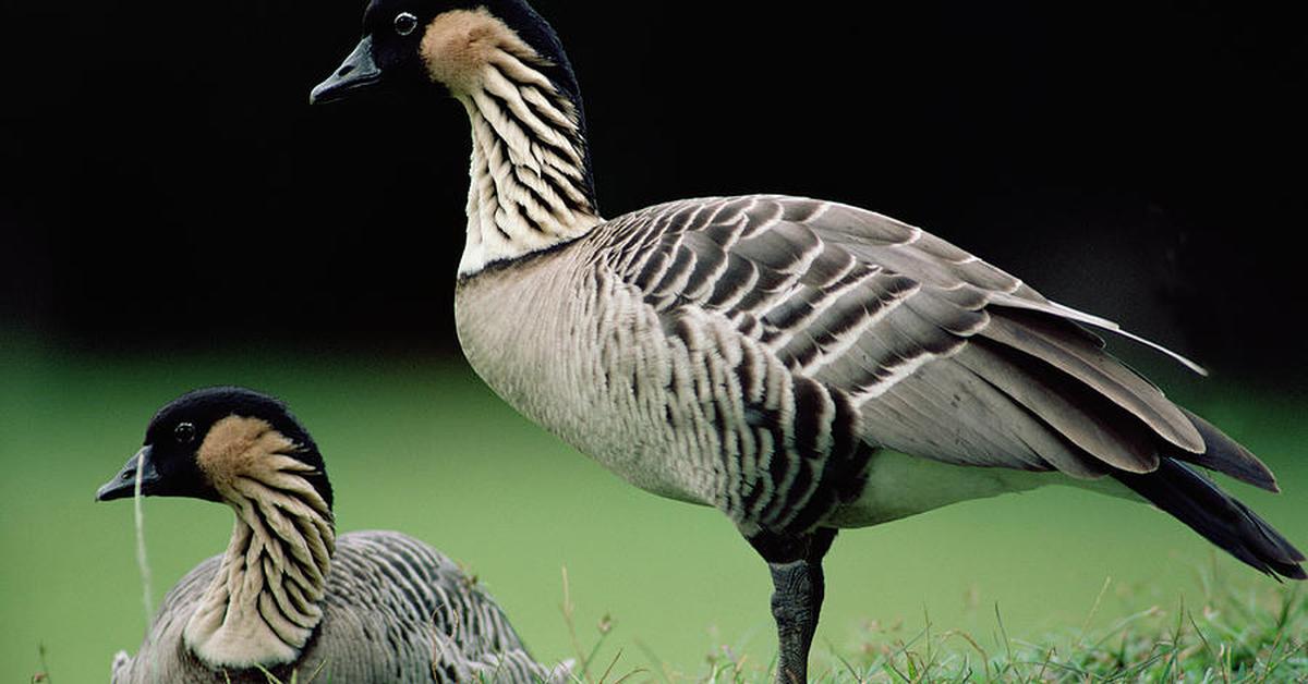 The alluring Hawaiian Goose, commonly referred to as Angsa Hawaii in Bahasa Indonesia.