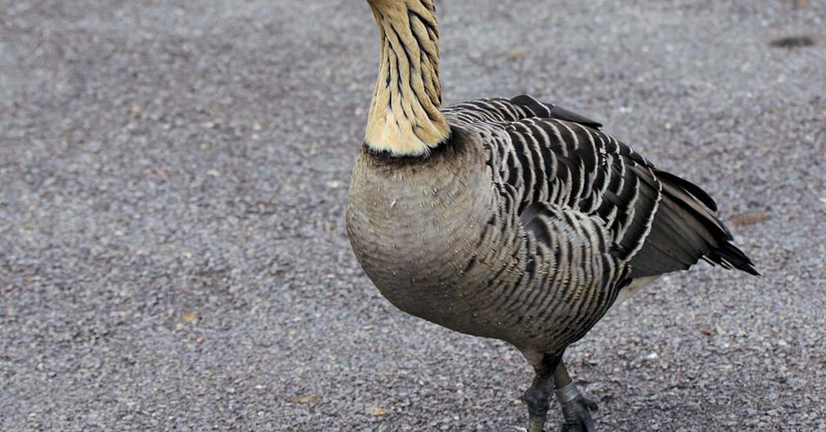 The Hawaiian Goose, a species known as Branta sandvicensis, in its natural splendor.