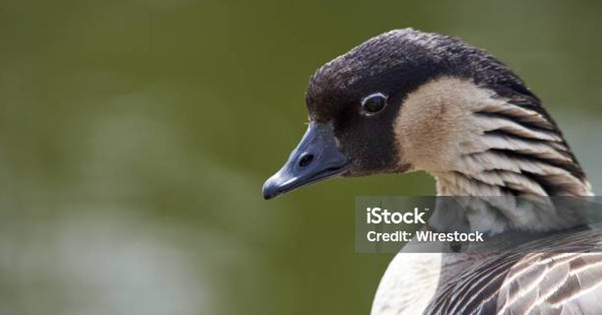 Vivid image of the Hawaiian Goose, or Angsa Hawaii in Indonesian context.