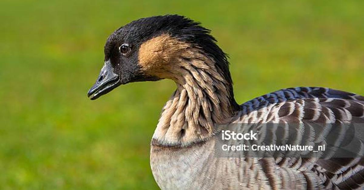 Unique portrayal of the Hawaiian Goose, also called Angsa Hawaii in Bahasa Indonesia.