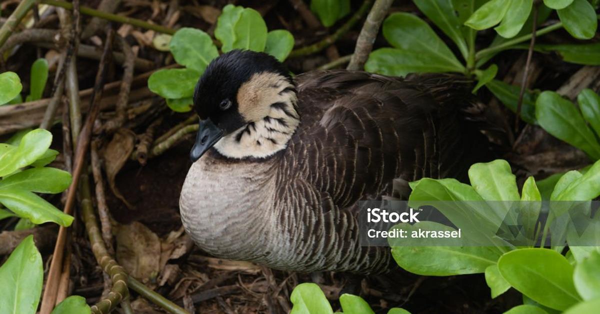 Iconic view of the Hawaiian Goose, or Branta sandvicensis, in its habitat.