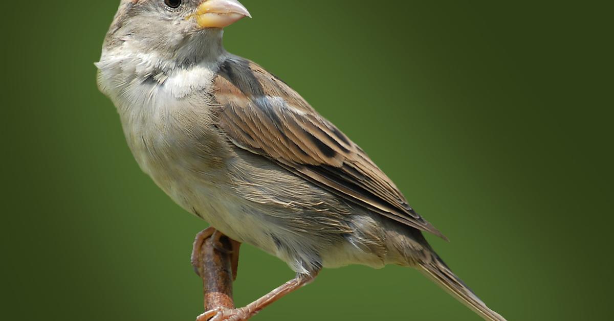 A beautiful representation of the House Sparrow, scientifically Passer domesticus.