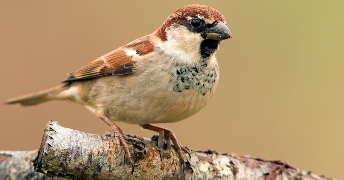 Dynamic image of the House Sparrow, popularly known in Indonesia as Burung Pipit Rumah.