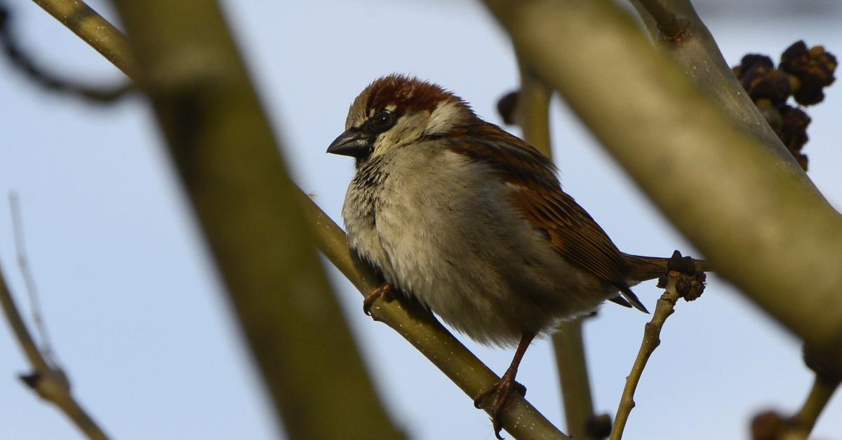 Visual representation of the House Sparrow, recognized in Indonesia as Burung Pipit Rumah.