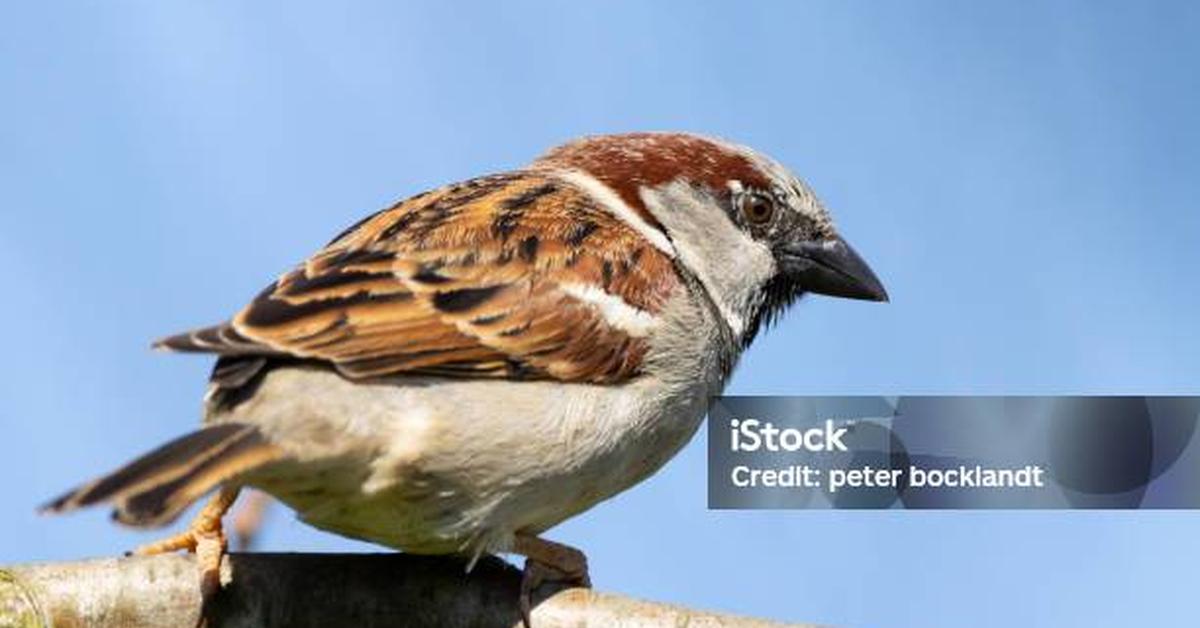 Image of the House Sparrow (Passer domesticus), popular in Indonesia as Burung Pipit Rumah.