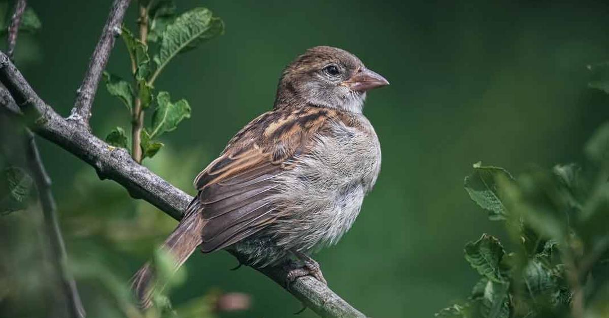 Photograph of the unique House Sparrow, known scientifically as Passer domesticus.