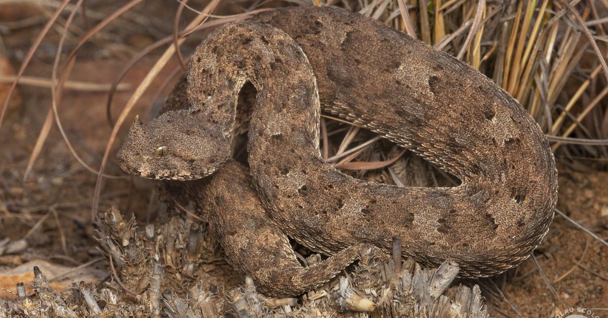 Distinctive Horned Adder, in Indonesia known as Ular Adder Bertanduk, captured in this image.