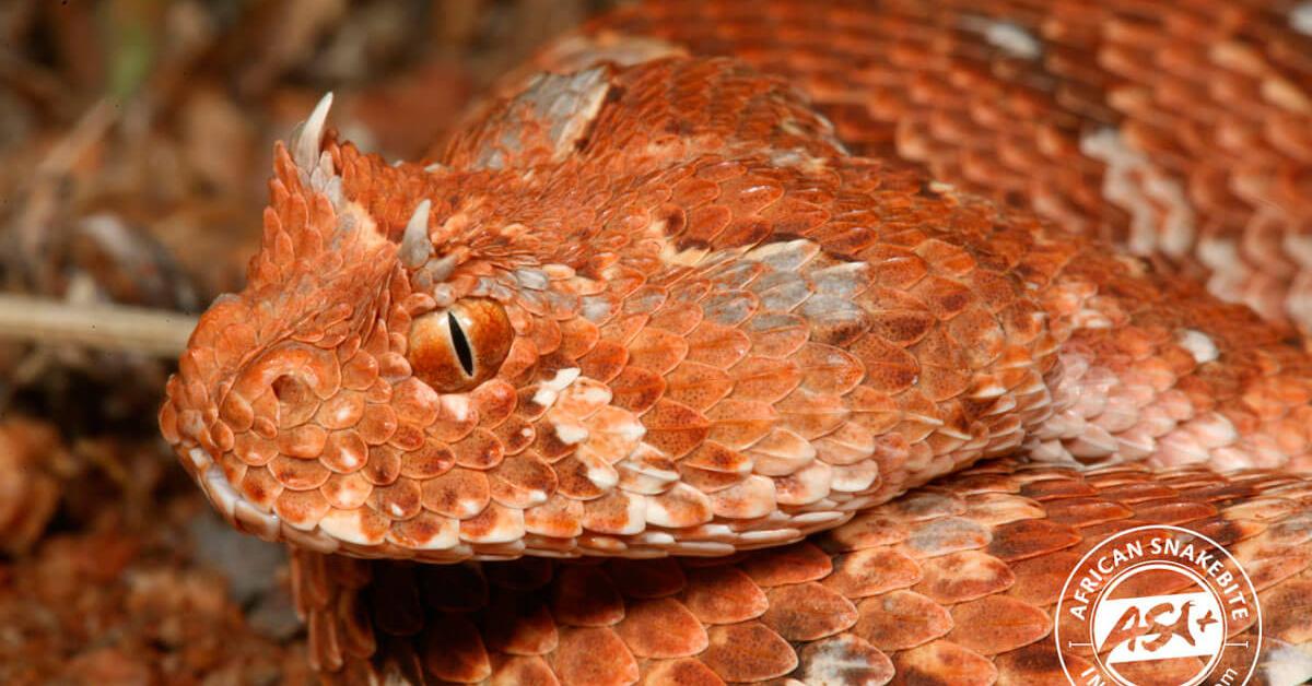 The alluring Horned Adder, commonly referred to as Ular Adder Bertanduk in Bahasa Indonesia.