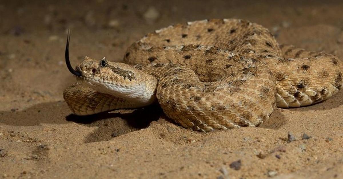 Charming view of the Horned Adder, in Indonesia referred to as Ular Adder Bertanduk.