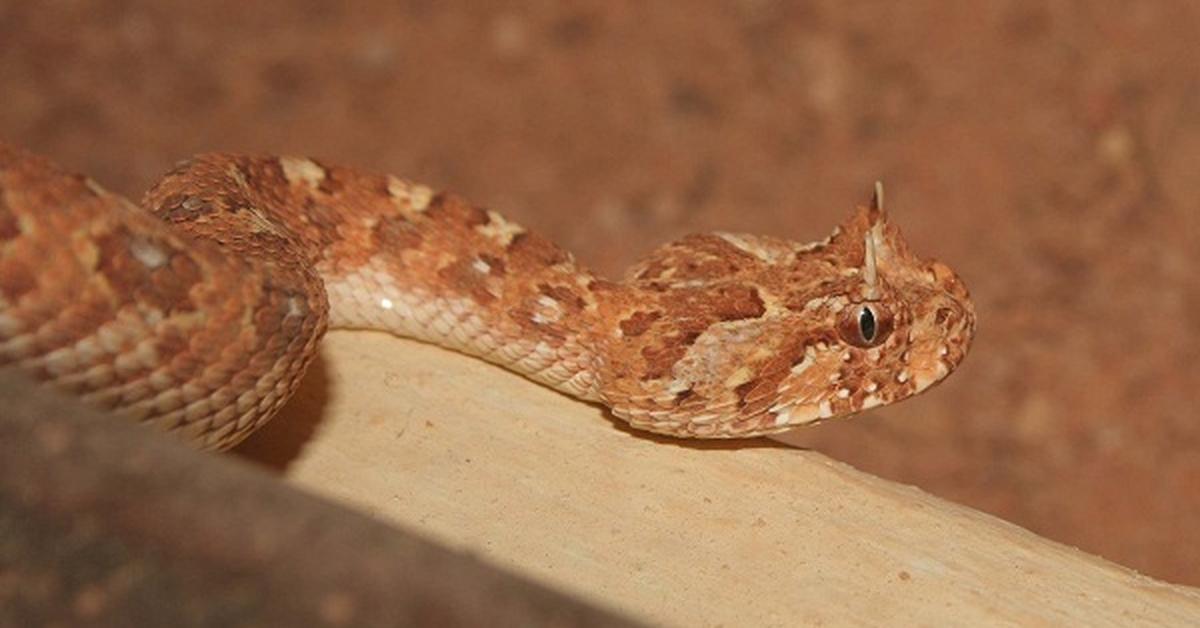 Captivating view of the Horned Adder, known in Bahasa Indonesia as Ular Adder Bertanduk.