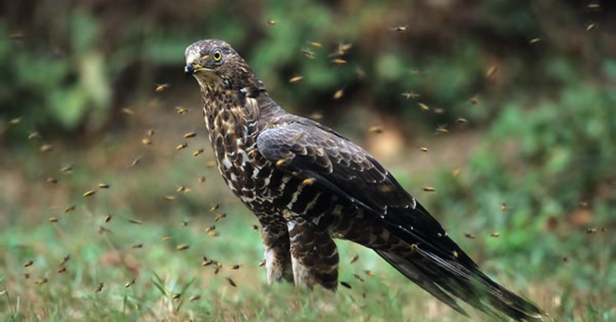 Splendid image of the Honey Buzzard, with the scientific name Pernis.