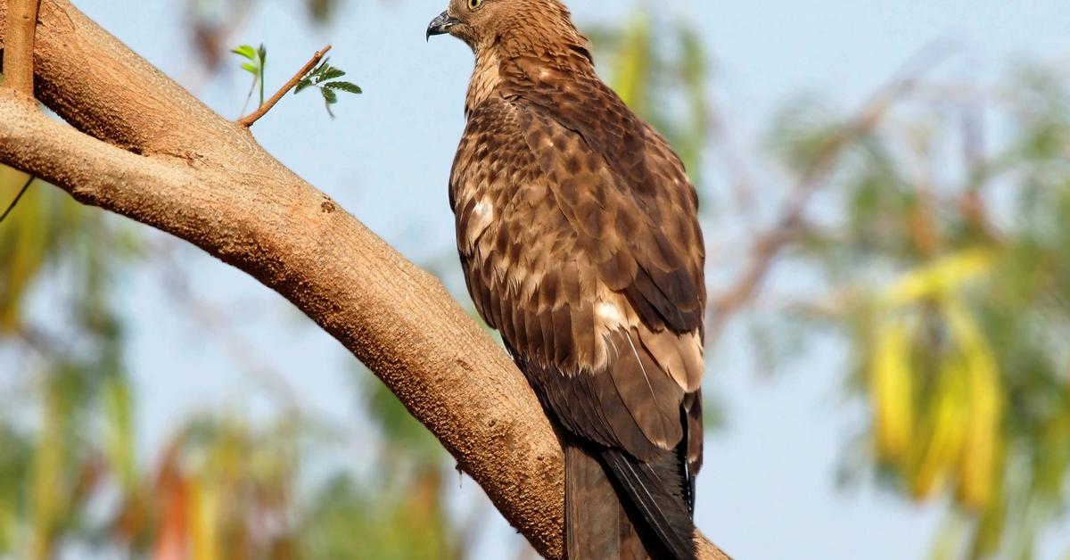 Enchanting Honey Buzzard, a species scientifically known as Pernis.