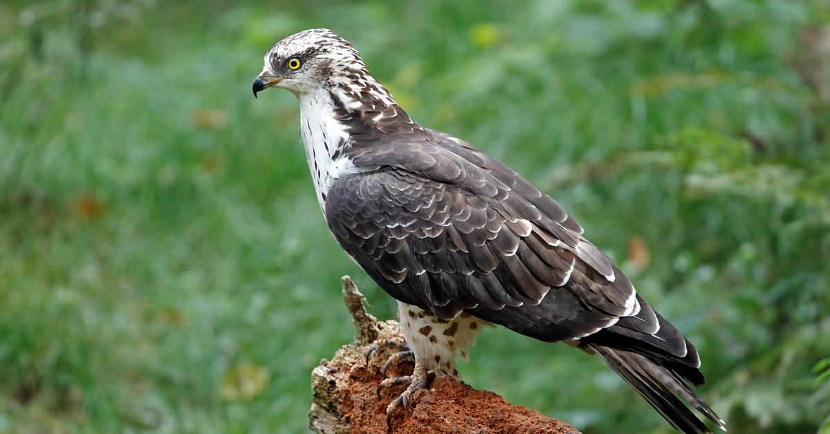 Captivating view of the Honey Buzzard, known in Bahasa Indonesia as Elang Madu.