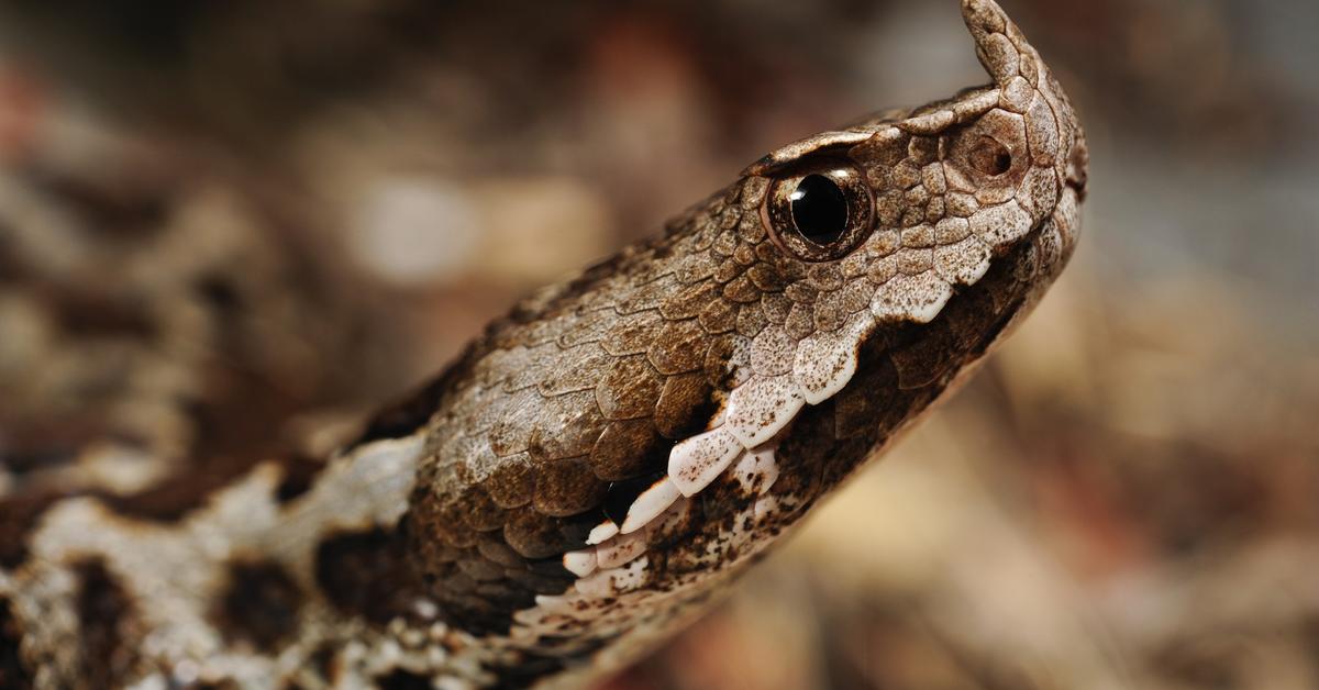 Image showcasing the Horned Viper, known in Indonesia as Ular Bisa Bertanduk.