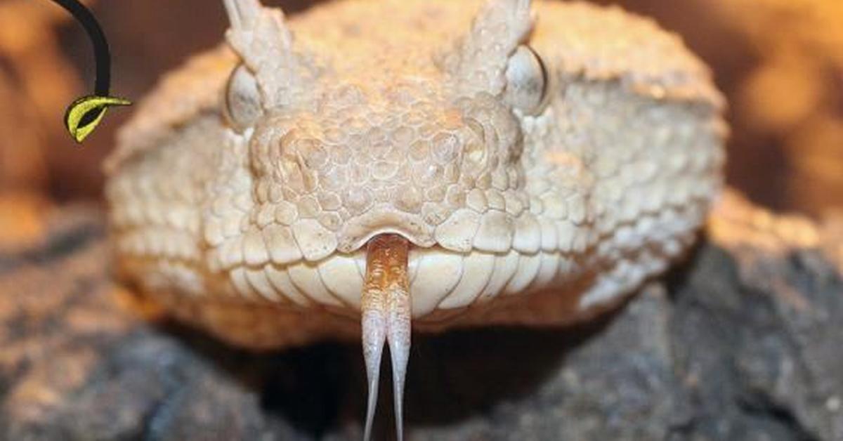 Exquisite image of Horned Viper, in Indonesia known as Ular Bisa Bertanduk.