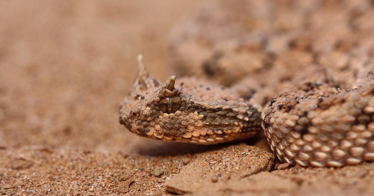 Enchanting Horned Viper, a species scientifically known as Cerastes cerastes.