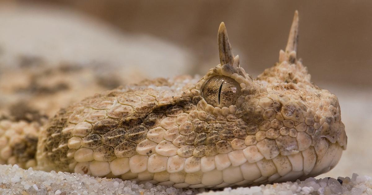 Stunning image of the Horned Viper (Cerastes cerastes), a wonder in the animal kingdom.