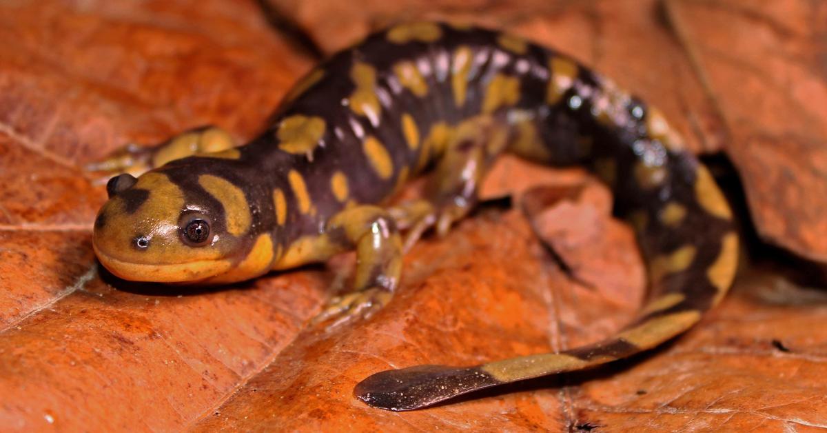 Striking appearance of the Hellbender, known in scientific circles as Cryptobranchus alleganiensis.