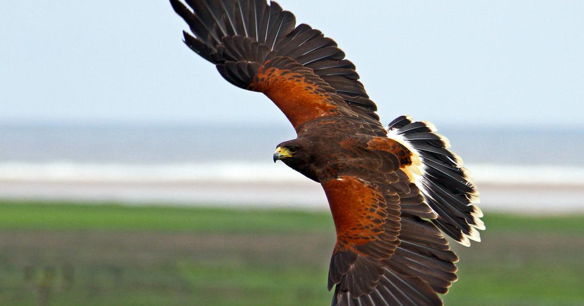 Detailed shot of the Harris Hawk, or Parabuteo unicinctus, in its natural setting.