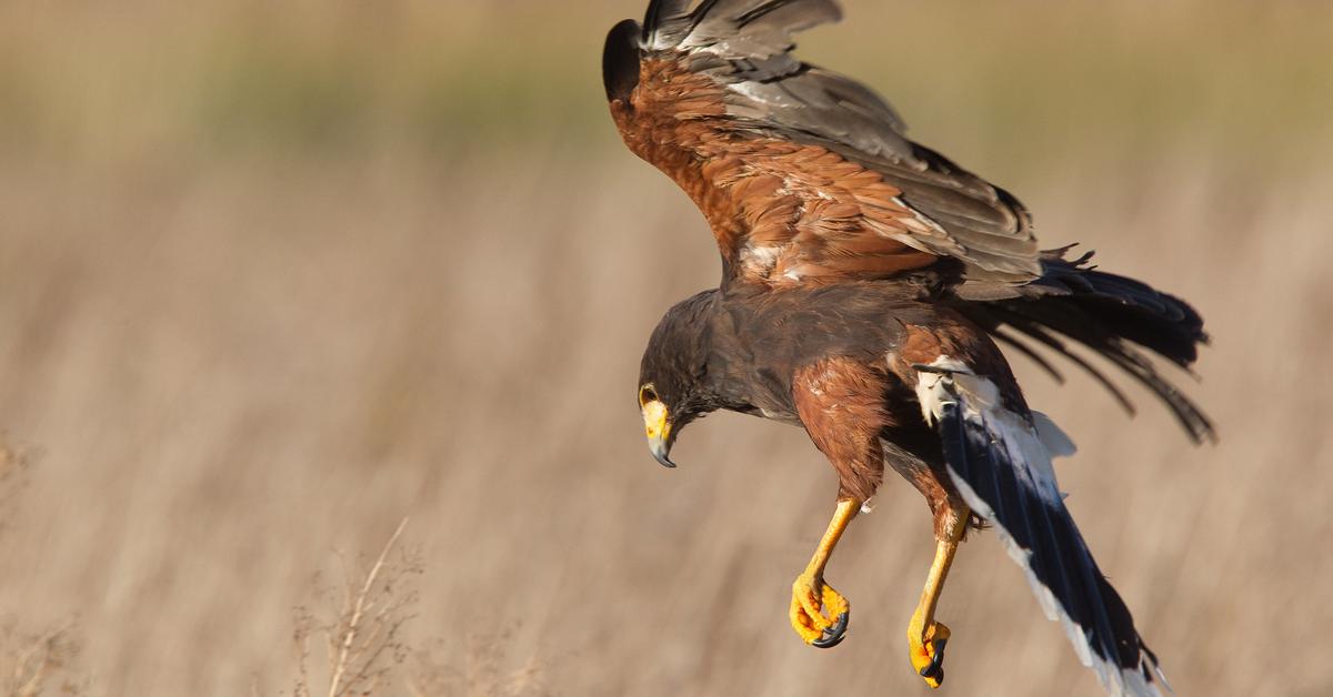 The majestic Harris Hawk, also called Elang Harris in Indonesia, in its glory.