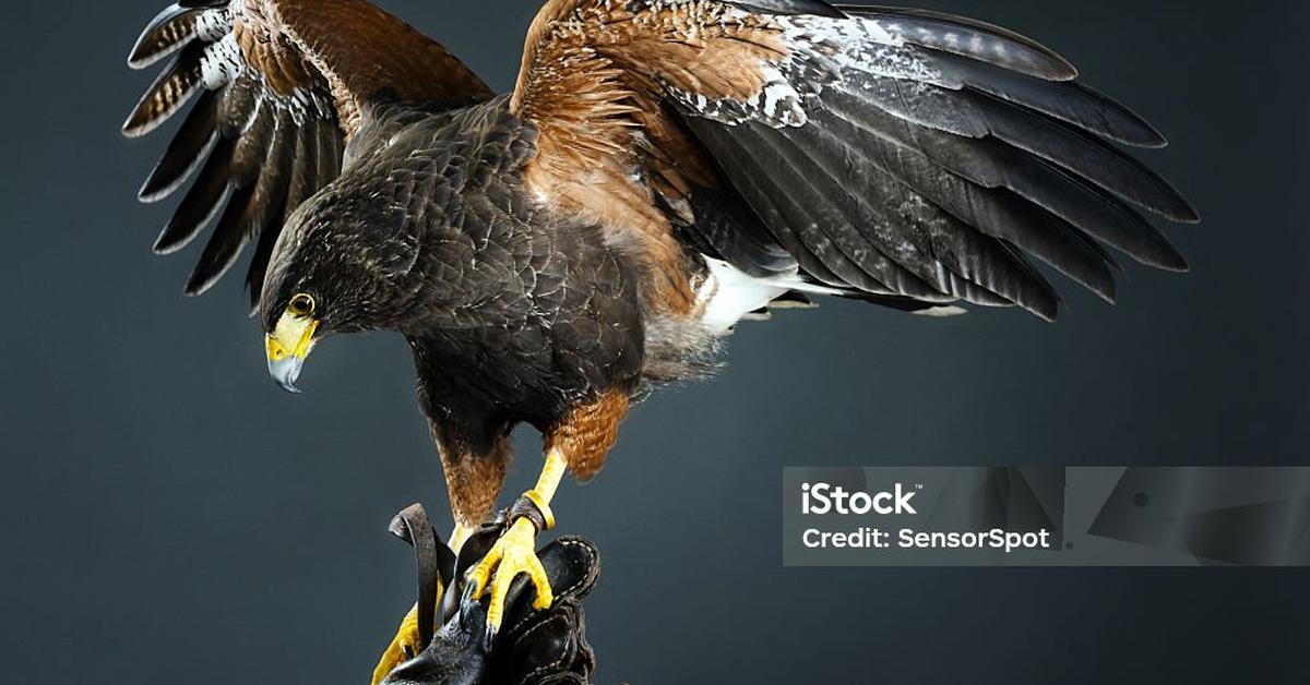 Vivid image of the Harris Hawk, or Elang Harris in Indonesian context.