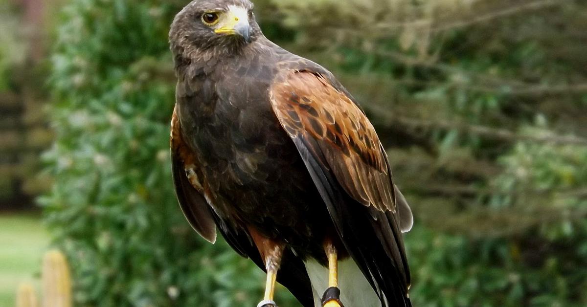 Captivating presence of the Harris Hawk, a species called Parabuteo unicinctus.