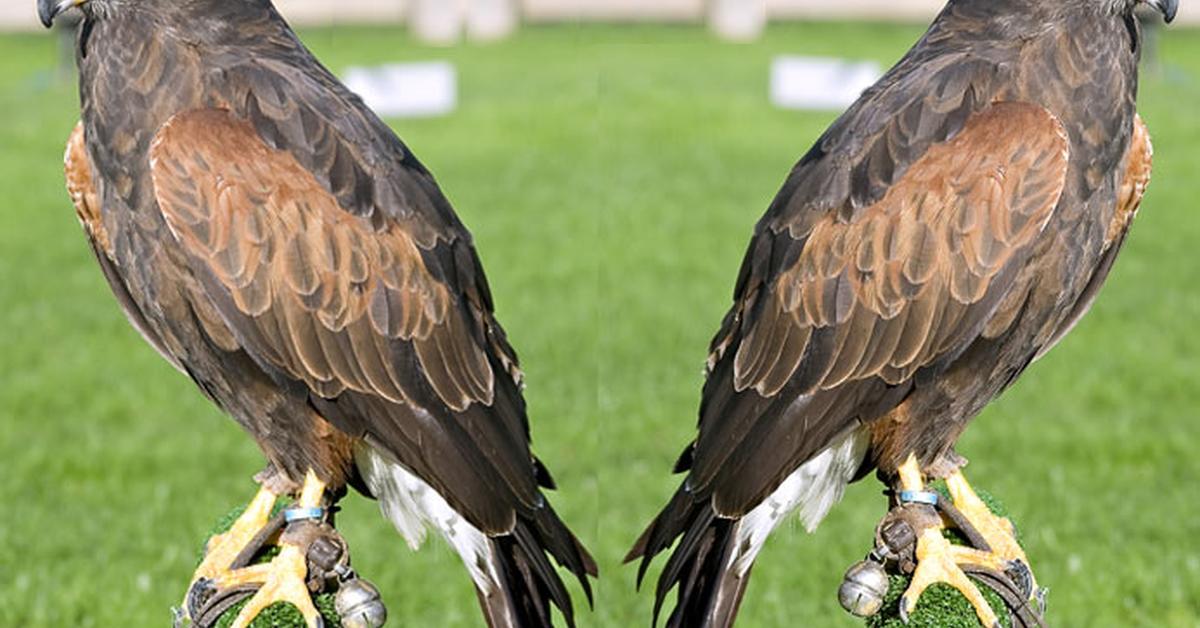 Captured moment of the Harris Hawk, in Indonesia known as Elang Harris.