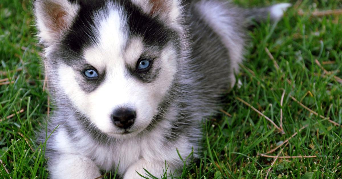 Picture of Husky, known in Indonesia as Anjing Husky.