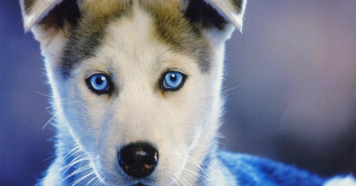 Snapshot of the intriguing Husky, scientifically named Canis lupus.