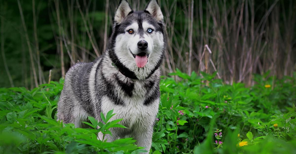 Photograph of the unique Husky, known scientifically as Canis lupus.