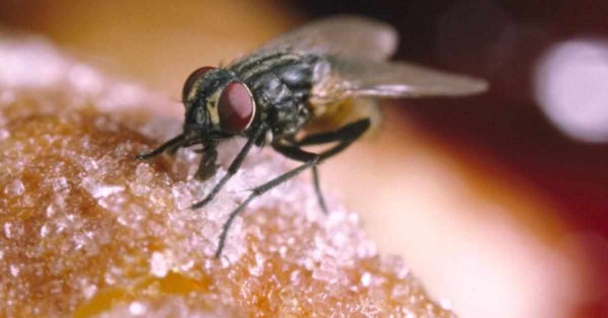 Captivating presence of the Housefly, a species called Musca domestica.