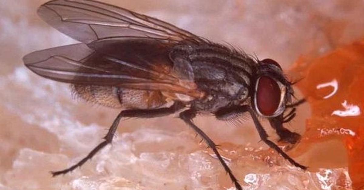 Dynamic image of the Housefly, popularly known in Indonesia as Lalat Rumah.