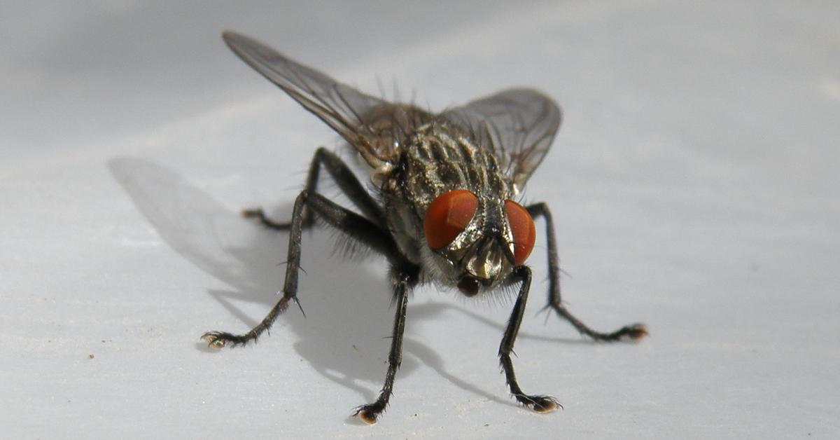 Iconic view of the Housefly, or Musca domestica, in its habitat.